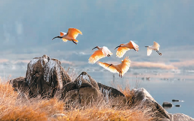 保护野生动物 中国持续发力 保护野生动物 中国持续发力
